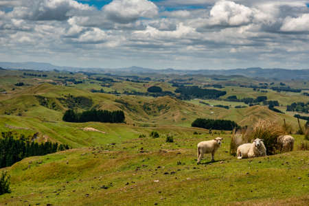 Group of sheep grazing on the extreme terrain  of  the hills of a rural agricultural farmの写真素材
