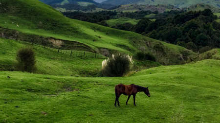 Single horse grazing alone on the rural undulating hilly agricultural pastures of Tiniroto Hawkes Bayの写真素材