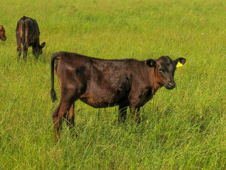 Three small beef calves grazing in lush grass on the farmの写真素材