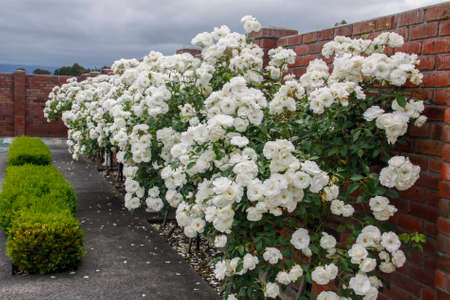 Row of beautiful Iceberg standard rose in bloom in our garden at home with a red brick wall at the back and a buxus hedge at the frontの写真素材