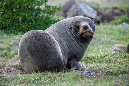 Inquisitive cheeky new zealand wild native fur seal keeping his eye on the photographerの写真素材