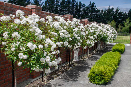 English Box hedge growing in front of a row of magnificent profuse bloom of standard Iceberg roses sheltered by the red brick wallの写真素材