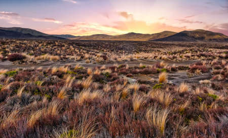 Extremely dry and barren tussock covered landscape of the desert road in NZ'c central plateauの写真素材