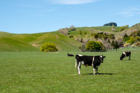 Black and white dairy cows cattle grazing on lush green grass in rural farm countryの写真素材