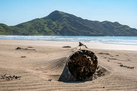 Huge log of wood washed up and stuck in the sand on the empty pristine beachの写真素材