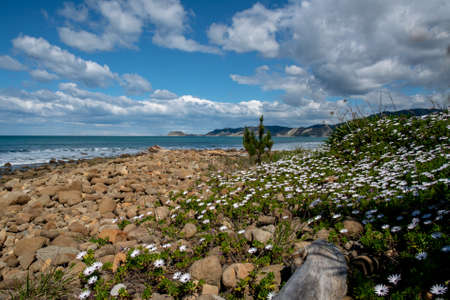 wild succulent and daisy like plants growing in the sand dunes by the beachの写真素材