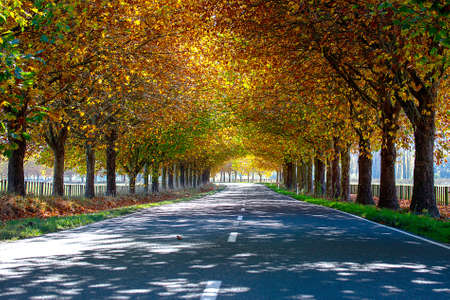 Driving the highway through an avenue of oak trees  with stunning vibrant colours in autumnの写真素材