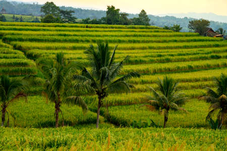 Lush tall green rice crop ready for harvest on the terraces lined by palm treesの写真素材