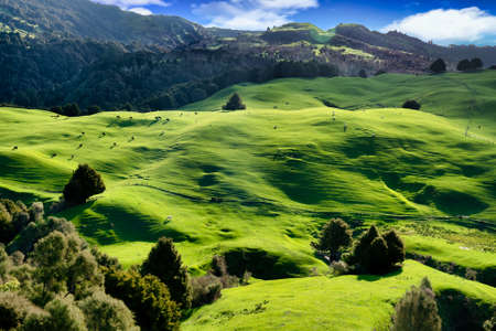 Lush green grazing farmland dotted with treesの写真素材