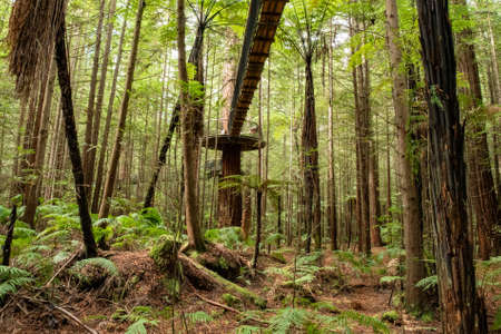 Deep oin the canopy of the Rotorua Redwoods forest looking up to the suspended tree walkの写真素材