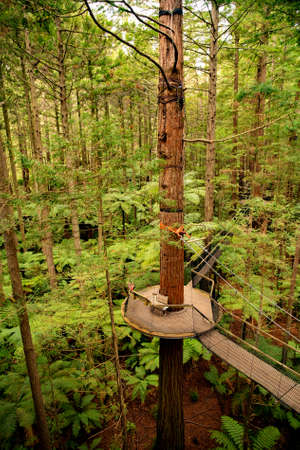 Suspended wooden platform walkway high up in trees in the Redwood Whakarewarewa Forest in Rotoruaの写真素材