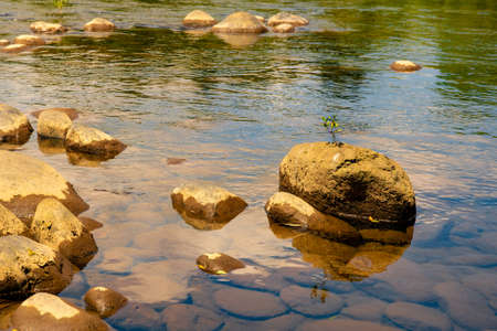 Tiny plant growing out of a crack in rock sitting in the water in the riverの写真素材