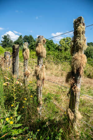 Rural farmland fencing with lichen and moss growing on the posts