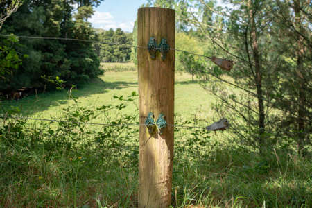 Single wooden fence post on the farmの写真素材