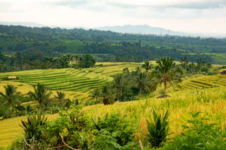 Beautiful rice terraces in Bali ready for harvest