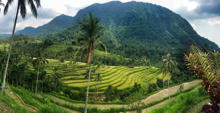 Rice Terraces close to the Sekempul waterfall in Bali Indonesiaの写真素材