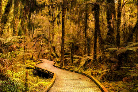 Pathway through Lush native rain forest in Haast in the West Coast of New Zealandの写真素材
