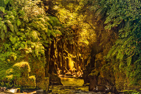 The rapids where the river enters the narrow canyon lined with native ferns and other foliage in Whirinaki  National Parkの写真素材