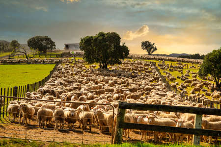 Hundreds of sheep herded into the stock yard in the rural farm at sunset ready to move to a new paddockの写真素材