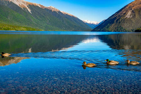 A group of four ducks on Lake Rotoiti  swimming across the water surface  and disturbing the crystal clear mountain reflectionsの写真素材