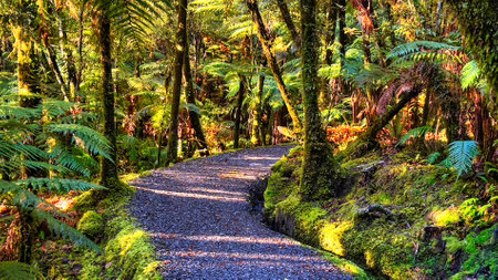 The winding walking track through lush native bush on the way to  the famous stunning views of the Southern Alps reflected in  Lake Matheson Westlandの写真素材