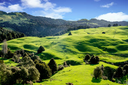 Lush agricultural countryside of New Zealandの写真素材