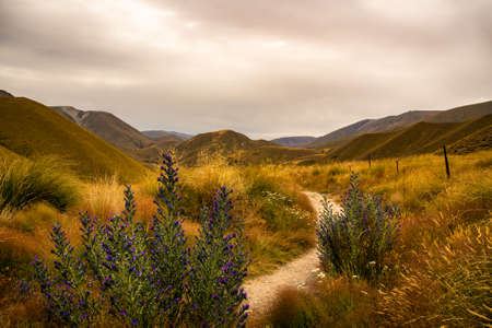 Purple wild flowers growing next to the walk way at the top of the alpine pass