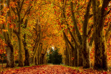 An avenue of oak and maple trees lining the road with fallen leaves on the groundの写真素材