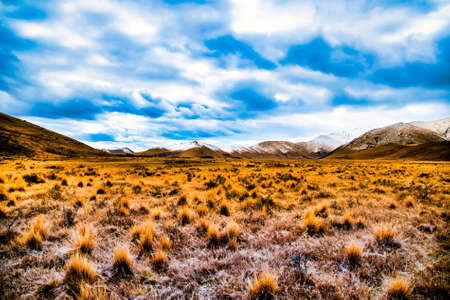 Frost covered tussock in the high country valley beneath the Snow covered mountain peaks near Lake Tekapoの写真素材
