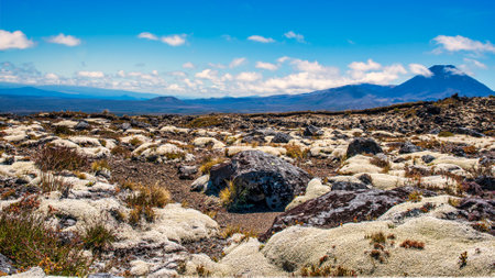 Amazing plethora of mossy and lichen type alpine plants clinging  to the rocks/lava in the extreme terrain high up on the Central Plateauの写真素材