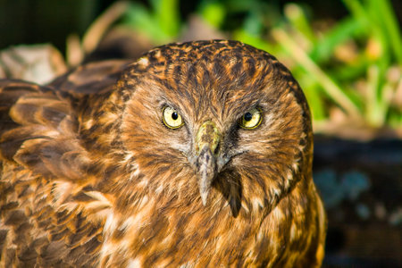 Close up of the head og a beautiful bird of prey sitting on our grasslandの写真素材