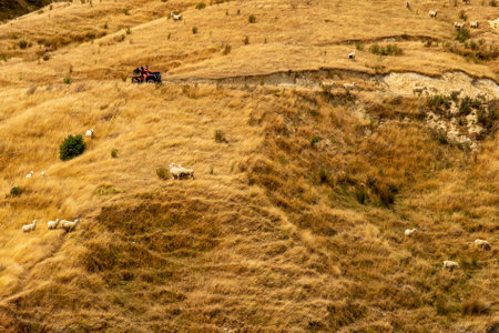 A farmer on his quad  and his dogs working the sheep on the Wairarapa hillsの写真素材