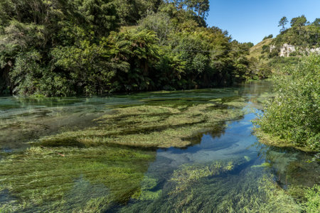 Blue Springs  Putararu which supplies around 70 per cent of New Zealand's bottled water The weed is under water showing just how clear/clean the water isの写真素材