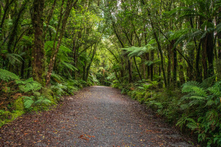 Hiking through the forest on the way to the Franz Josef lookout