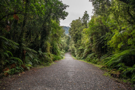 The Native bush walking track at Franz Josef Glacierの写真素材