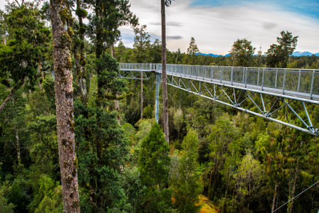 Hokitika tree walk scenery in the West Coast lush extensive native rimu forestの写真素材