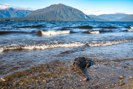 A swan on the shore of Lake Kaniere, New Zealandの写真素材