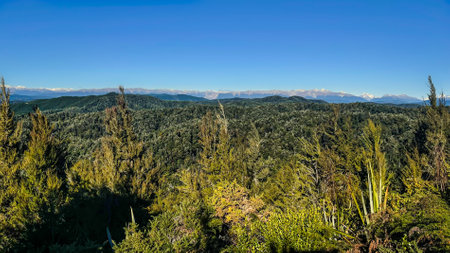Dense forest covering the hills and mountains around St Arnaud Nelson Lakes district