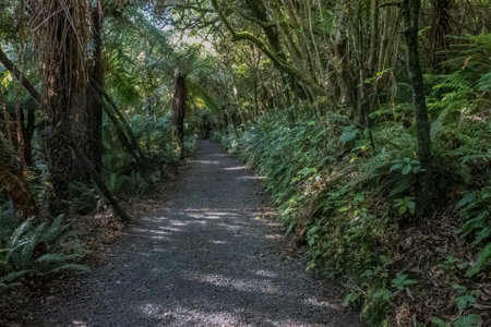 Hiking trail in the rainforest of Sao Miguel island, Azores