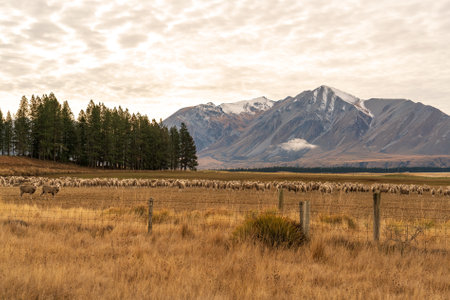 Sheep grazing in New Zealand alps at sunset, South Islandの写真素材