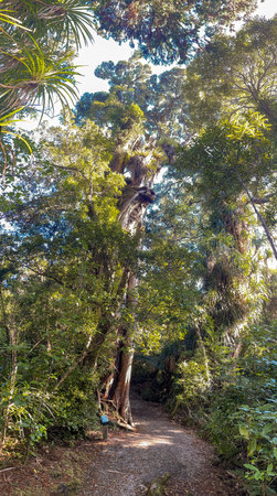 Hiking the short Trueman Track through native forest to a  secret beach on the West Coast of the South Island NZの写真素材