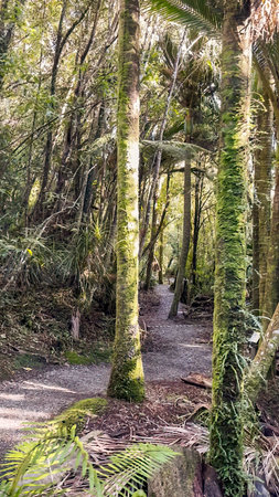 Hiking the short Trueman Track through native forest to a  secret beach on the West Coast of the South Island NZの写真素材