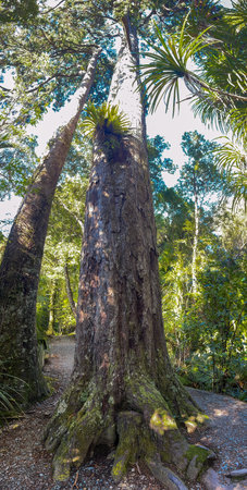 Hiking the short Trueman Track through native forest to a  secret beach on the West Coast of the South Island NZの写真素材