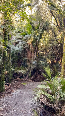 Hiking the short Trueman Track through native forest to a  secret beach on the West Coast of the South Island NZの写真素材