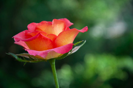 Pink rose with yellow tint close-up on blurred background. High quality photoの写真素材