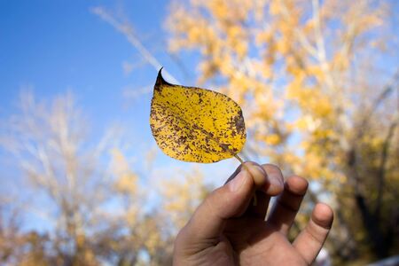 autumn leaf in men's hendの写真素材