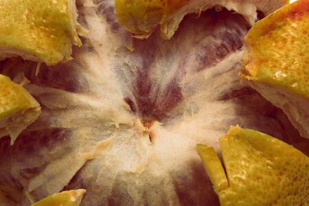 pink graipófruit isolatedの写真素材