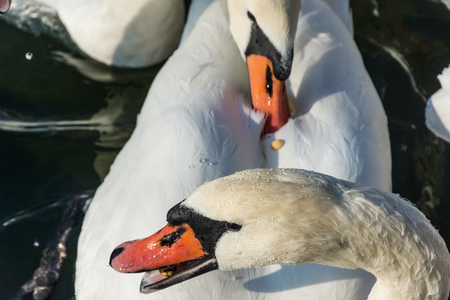 Two swans fightingの写真素材