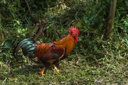 Wild rooster walking around in the jungle, Martiniqueの写真素材