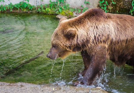 Beautiful brown bear in the bear pit of Bern, Switzerlandの写真素材